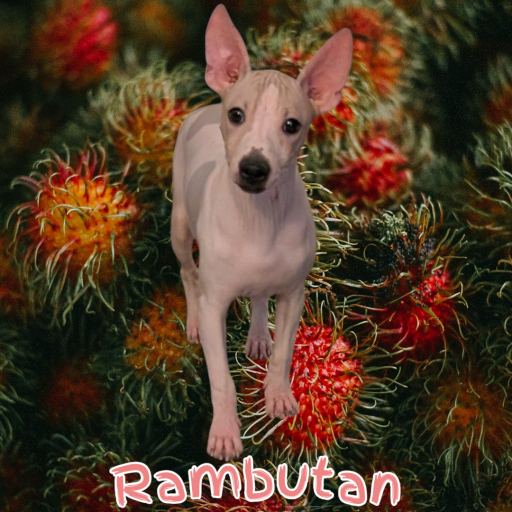 Rambutan 