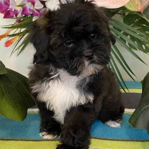 Puppy 1 3