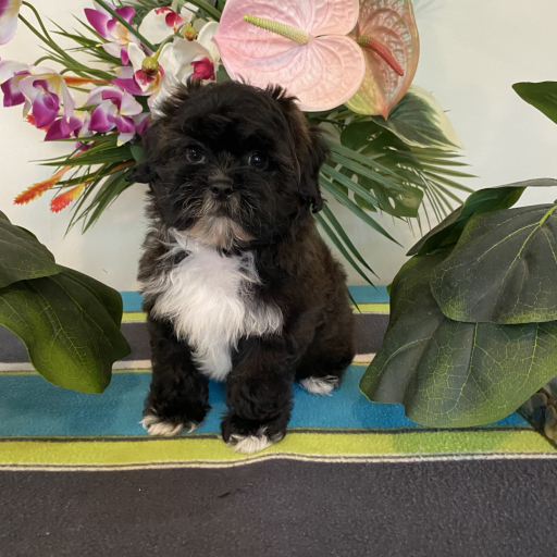 Puppy 1