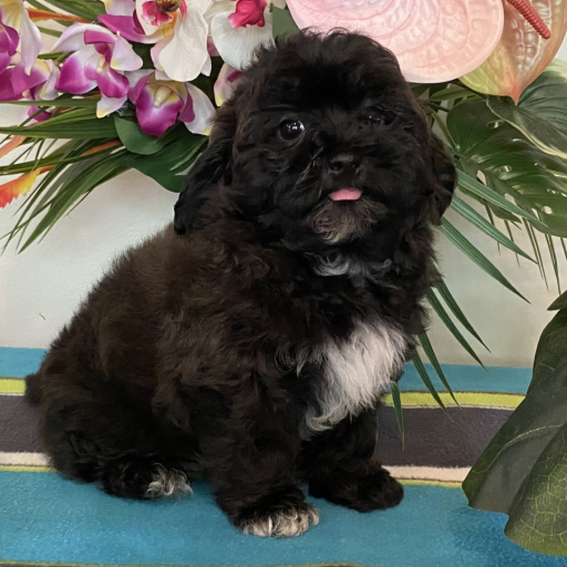 Puppy 1 2
