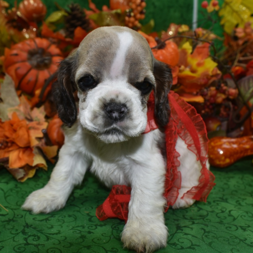 AKC Bowie Sable Parti Merle American Cocker Spaniel Puppy 2