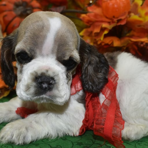 AKC Bowie Sable Parti Merle American Cocker Spaniel Puppy