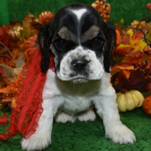 AKC Oreo Black Tan Parti American Cocker Spaniel Puppy 2