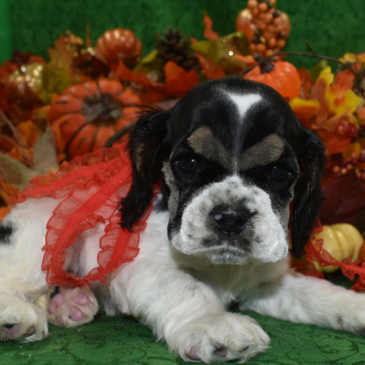 AKC Oreo Black Tan Parti American Cocker Spaniel Puppy 1