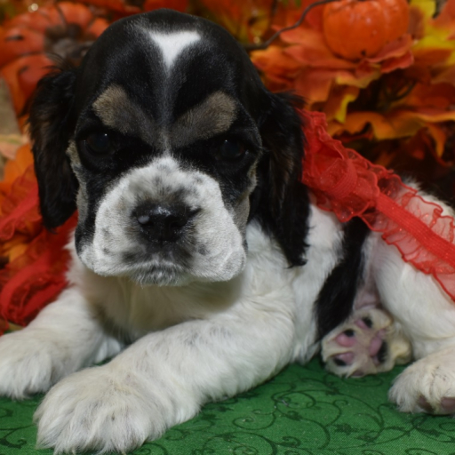AKC Oreo Black Tan Parti American Cocker Spaniel Puppy 3