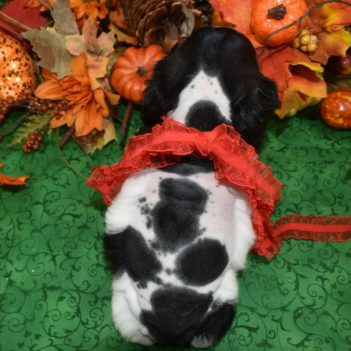 AKC Oreo Black Tan Parti American Cocker Spaniel Puppy 4
