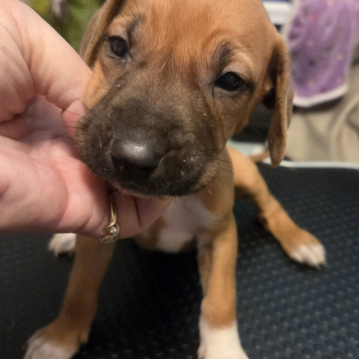 Neon Orange Female | Rhodesian Ridgeback Puppy for Sale in Tennessee ...