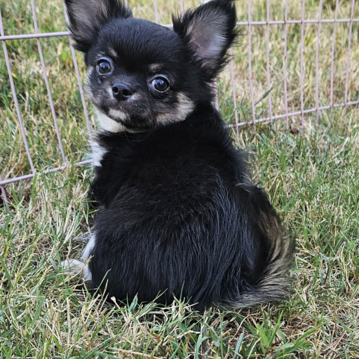 Champion Sired Long Coat Boy 4