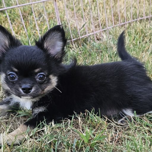 Champion Sired Long Coat Boy 3
