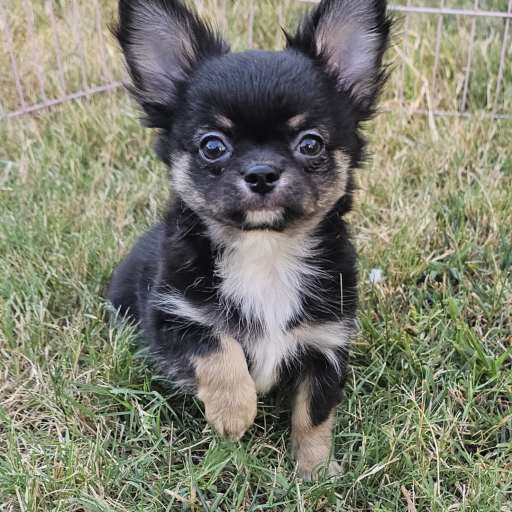 Champion Sired Long Coat Boy 2