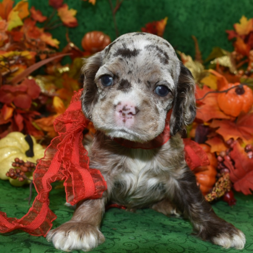 AKC Biscuit Chocolate Tan Merle American Cocker Spaniel Puppy 2