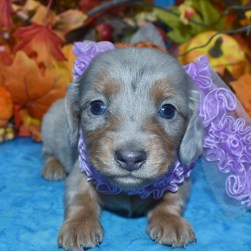 AKC Casey Platinum Blue Cream Dapple Speckle Blue Eyes Longhair Miniature Dachshund Puppy 3