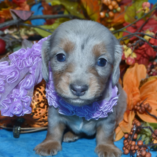 AKC Casey Platinum Blue Cream Dapple Speckle Blue Eyes Longhair Miniature Dachshund Puppy 2