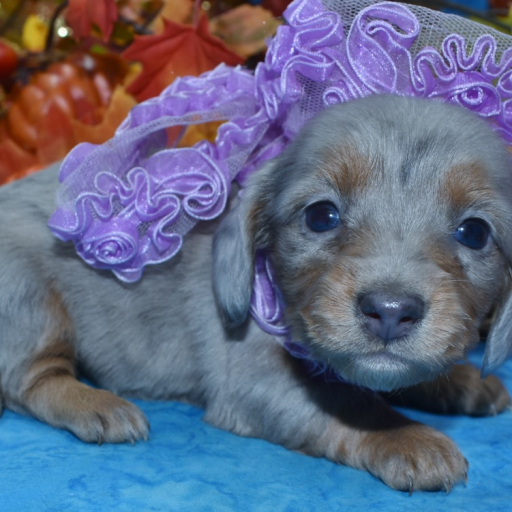 AKC Casey Platinum Blue Cream Dapple Speckle Blue Eyes Longhair Miniature Dachshund Puppy 4