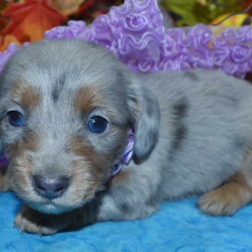 AKC Casey Platinum Blue Cream Dapple Speckle Blue Eyes Longhair Miniature Dachshund Puppy