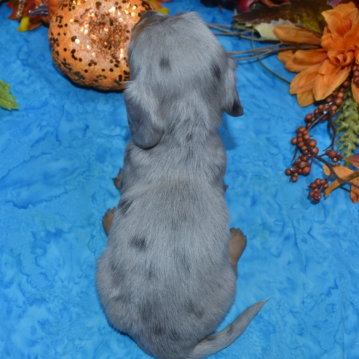 AKC Casey Platinum Blue Cream Dapple Speckle Blue Eyes Longhair Miniature Dachshund Puppy 5