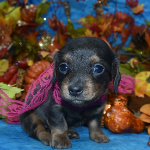 AKC Cici Blue Tan Longhair Miniature Dachshund Puppy 4