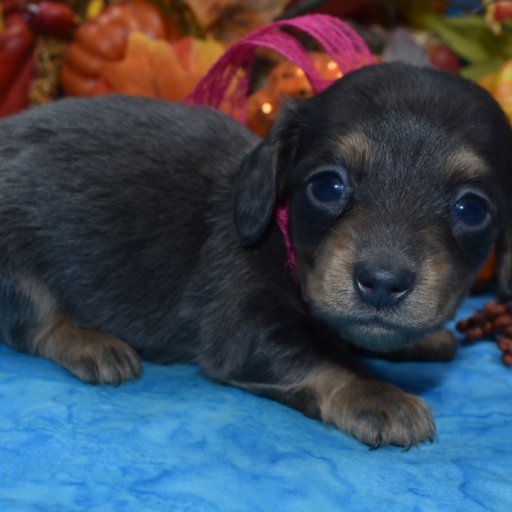AKC Cici Blue Tan Longhair Miniature Dachshund Puppy 3