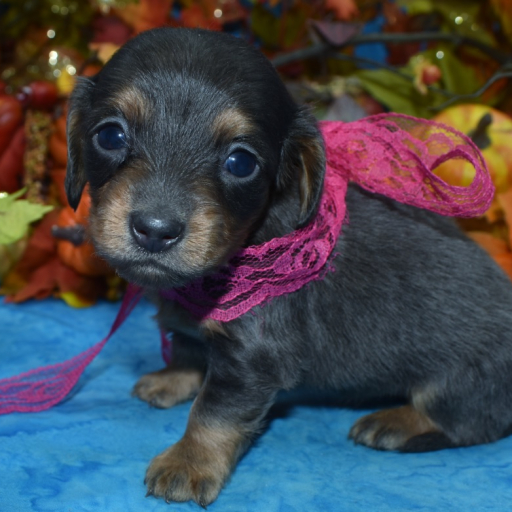 AKC Cici Blue Tan Longhair Miniature Dachshund Puppy 2