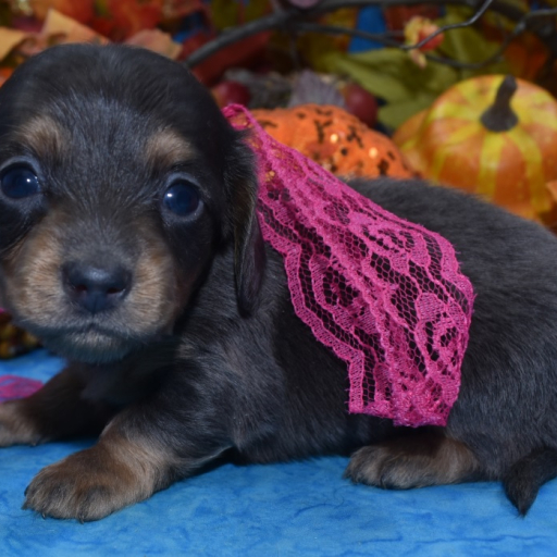 AKC Cici Blue Tan Longhair Miniature Dachshund Puppy