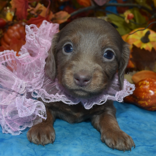 AKC Cinnamon Isabelle Tan Longhair Miniature Dachshund Puppy 2