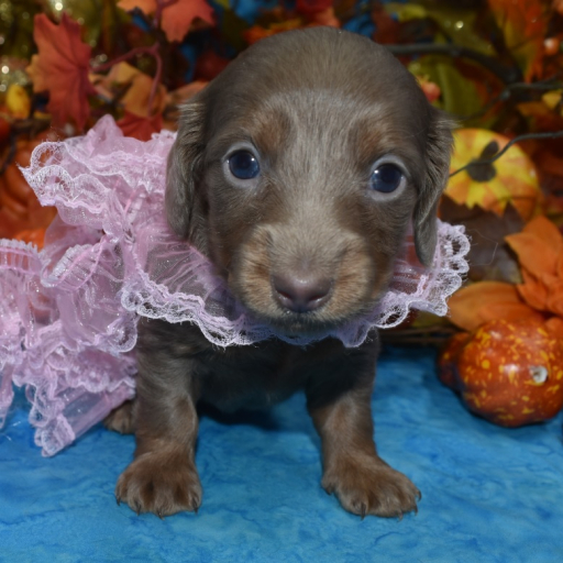 AKC Cinnamon Isabelle Tan Longhair Miniature Dachshund Puppy 4