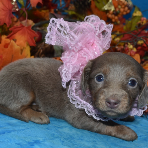 AKC Cinnamon Isabelle Tan Longhair Miniature Dachshund Puppy 3