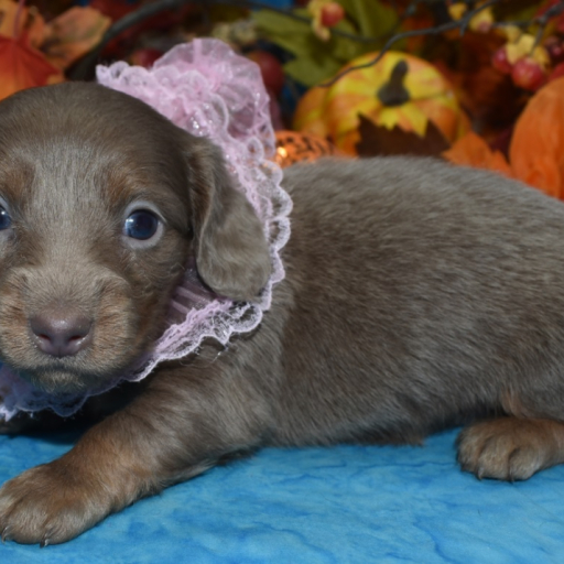 AKC Cinnamon Isabelle Tan Longhair Miniature Dachshund Puppy