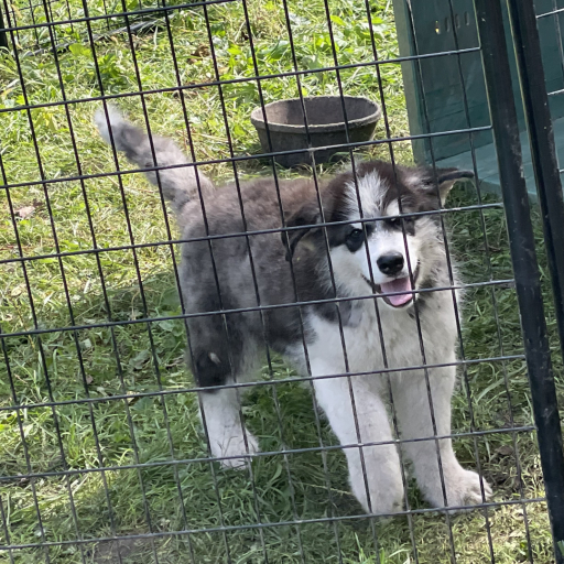 Fluffy male