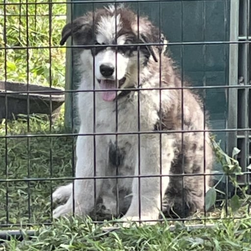 Fluffy male 2