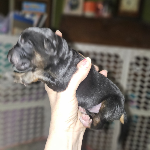 Tater 2