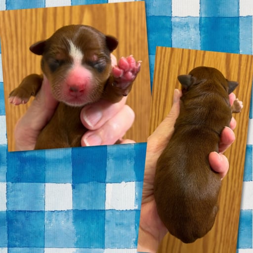 AKC ~ Milo