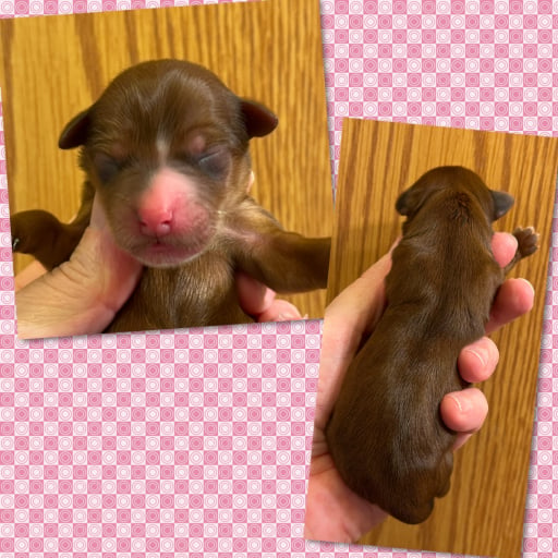 AKC ~ Mia