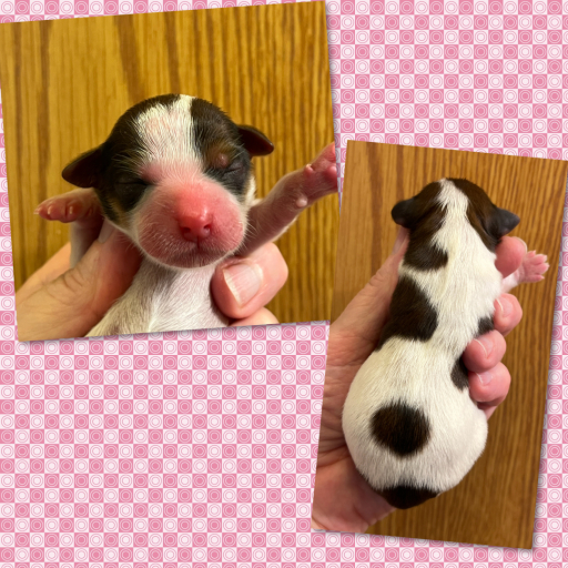 AKC ~ Lola