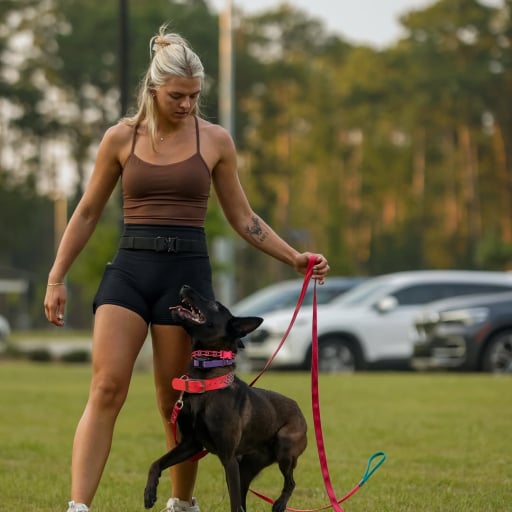 Belgian Malinois Breeder