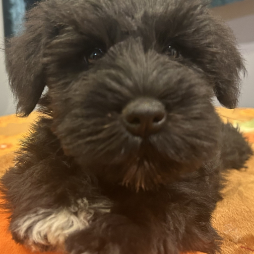 Shull Schnauzers 2