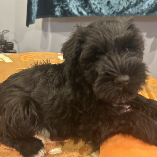 Shull Schnauzers 3
