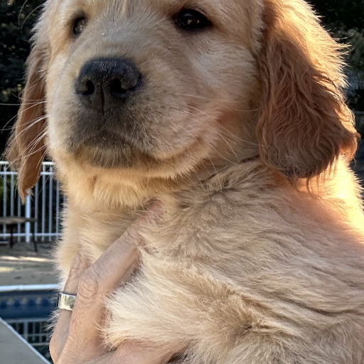 Marley 3