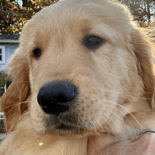 Marley