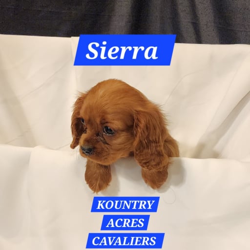 Sierra 