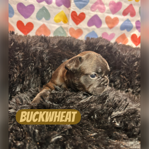 Buckwheat