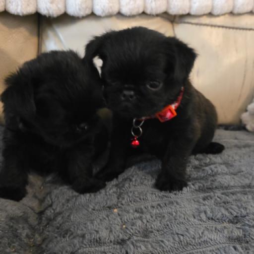 Blk red collar
