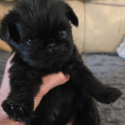 Blk red collar 2