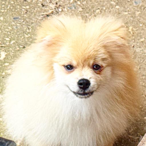 OLIVER 3