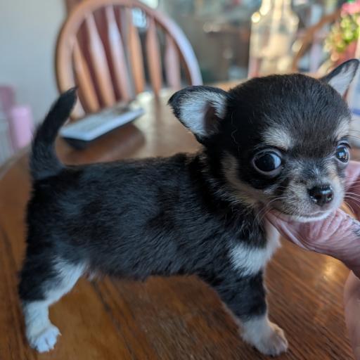 Blk&tan smooth Little Girl 