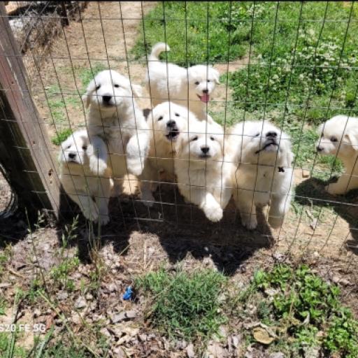 Female puppies 