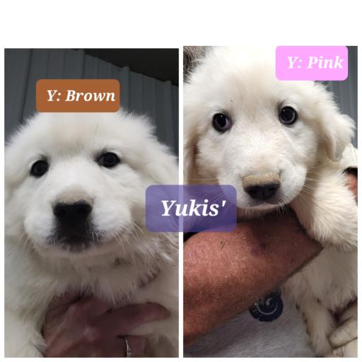 Female puppies  2