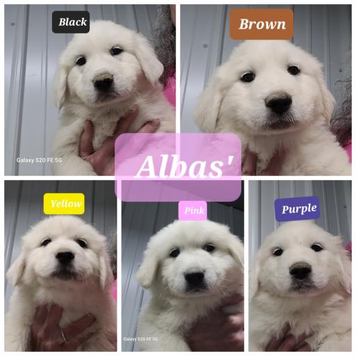 Female puppies  3