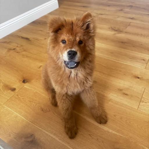 Chow chow 