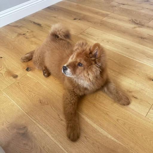 Chow chow  2